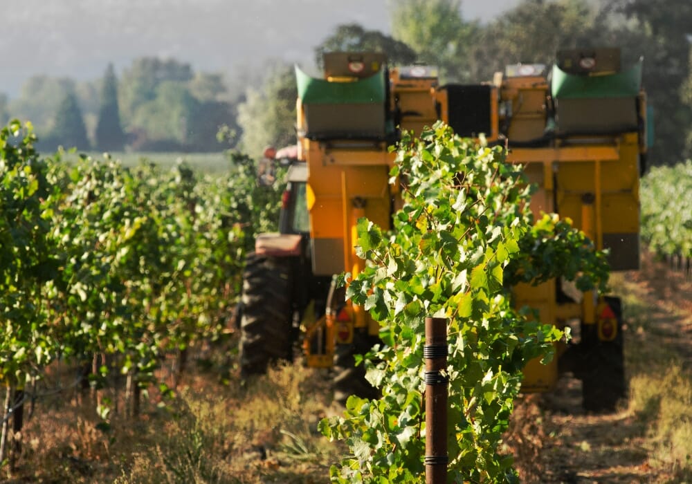 vendemmia meccanica