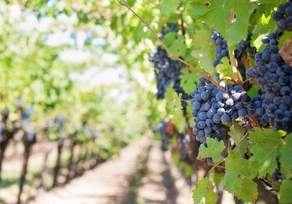 uva rossa nel vigneto